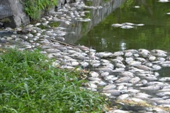 Rất nhiều cá chết nổi lên dạt vào bờ, bốc mùi tanh nồng nặc. (Ảnh: Đinh Văn Nhiều/TTXVN)