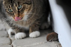 Em chuột bé bỏng co ro bên tên sát thủ béo mập đang lạnh lùng liếm mép. (Nguồn: AFP)