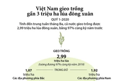 [Infographics] Việt Nam gieo trồng gần 3 triệu ha lúa Đông Xuân
