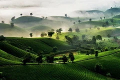 Toàn cảnh đồi chè Long Cốc ở huyện Tân Sơn, một trong những điểm tham quan đồi chè đẹp nhất của Phú Thọ. (Nguồn: phutho.gov.vn)