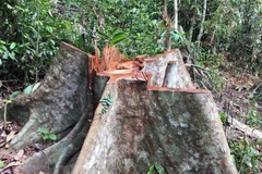 Hiện trường một vụ phá rừng. (Ảnh: Đỗ Trưởng/TTXVN)