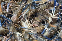 Nông dân U Minh Thượng thu hoạch tôm càng xanh. (Ảnh: Lê Sen/TTXVN)