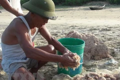 Người dân kéo ruốc tại bãi biển phường Quảng Thọ. (Ảnh: Đức Thọ/TTXVN) 