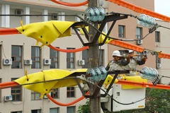 Công nhân Đội sửa chữa Hotline thay sứ trên đường dây 22kV đang mang điện tại khu vực quận Long Biên, Hà Nội. (Ảnh: Ngọc Hà/TTXVN)