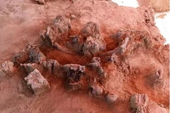 Các công nhân đã phát hiện hàng trăm bộ xương voi ma mút và các loài động vật khác của kỷ Băng hà. (Nguồn: livescience)