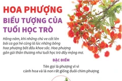 [Infographics] Hoa phượng - một biểu tượng của tuổi học trò