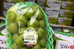 Việt Nam trở thành thị trường nhập khẩu nho lớn nhất của Hàn Quốc