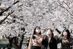 Người dân đeo khẩu trang phòng dịch COVID-19 tại Daegu, Hàn Quốc ngày 24/3 vừa qua. (Ảnh: THX/TTXVN)