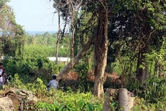 Một số cây rừng bị đốn hạ thuộc trách nhiệm của ông Trần Văn Mùi. (Nguồn: baodongnai.com)