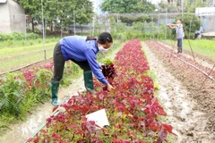 Nông dân hợp tác xã rau hữu cơ Thanh Xuân ở xã Thanh Xuân, huyện Sóc Sơn, Hà Nội thu hoạch sản phẩm để cung cấp cho thị trường Hà Nội. (Ảnh: Vũ Sinh/TTXVN)