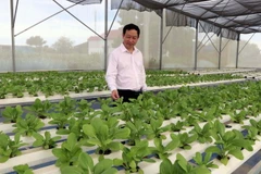 Nhiều hợp tác xã đầu tư phát triển trồng rau màu theo hướng hữu cơ thủy sinh. (Ảnh: Công Thử/TTXVN)