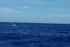 (Ảnh minh họa. TTXVN phát)