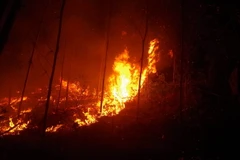 (Ảnh minh họa: Hồ Cầu/TTXVN)