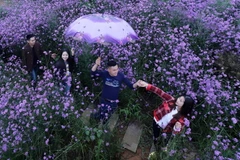 [Photo] Cánh đồng hoa tím Mã Tiền Thảo khoe sắc trong sương mờ Sa Pa 