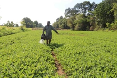 Nông dân huyện Châu Thành, tỉnh Trà Vinh chuyển đổi sang trồng lạc cho hiệu quả cao hơn gấp 3 lần so với trồng lúa. (Ảnh: Thanh Hòa/TTXVN)