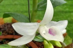 Lâm Đồng: Cảnh báo lừa đảo bán lan đột biến giả ở huyện Di Linh