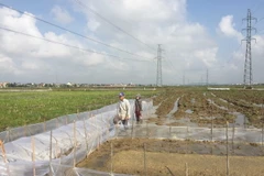 Phần tuyến đất nông nghiệp. (Ảnh: Nguyễn Oanh/TTXVN)