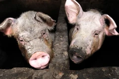 Lợn nuôi tại một trang trại ở ngoại ô Bắc Kinh, Trung Quốc. (Ảnh: AFP/TTXVN)