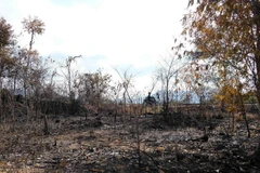 Vụ cháy gần 100ha rừng keo trồng tại địa bàn xã Ninh Xuân, thị xã Ninh Hòa, tỉnh Khánh Hòa thời điểm giữa tháng Năm vừa qua gây thiệt hại khoảng 1,6 tỷ đồng. (Ảnh: Nguyễn Dũng/TTXVN)