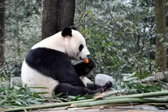 Gấu trúc trong Trung tâm nghiên cứu, bảo vệ Gấu trúc Trung Quốc tại Nhã An, Tứ Xuyên của Trung Quốc. (Ảnh: Vĩnh Hà/TTXVN)
