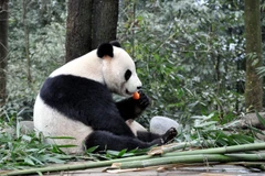 Gấu trúc trong Trung tâm nghiên cứu, bảo vệ Gấu trúc Trung Quốc tại Nhã An, Tứ Xuyên của Trung Quốc. (Ảnh: Vĩnh Hà/TTXVN)