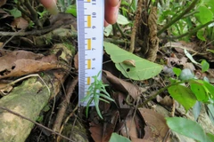 Cây con tái sinh. (Ảnh: Nguyễn Nam/TTXVN)Nón Thông Pà cò. (Ảnh: TTXVN phát)