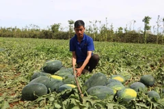 Nông dân thu hoạch dưa hấu. (Ảnh: Tuấn Anh/TTXVN)