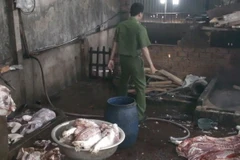 Lực lượng chức năng xác định, số thịt lợn trên được mổ từ những con lợn đã chết, bệnh, một số phần thịt có rất nhiều vết thâm tím và nổi mụn. (Ảnh: Lê Xuân/TTXVN)