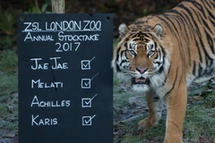 Hổ Sumatra tại vườn thú ở London, Anh ngày 3/1. (Nguồn: AFP/TTXVN)