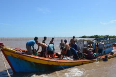 (Ảnh minh họa: Thu Hiền/TTXVN)