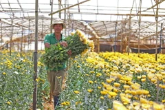 Ảnh minh họa. (Nguồn: TTXVN)