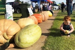 Hình ảnh các quả bí tham dự cuộc thi. (Nguồn: ABC)