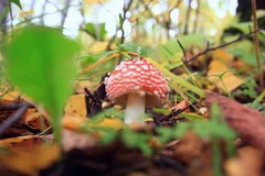 Ảnh minh họa. (Nguồn: Shutterstock)