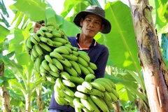 Chuối Việt Nam đắt hàng trên thị trường thế giới