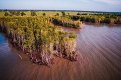 Một vạt rừng phòng hộ ven biển ở xã Khánh Bình Tây, huyện Trần Văn Thời bị xâm thực.