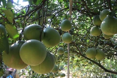 Bưởi xa danh Bến Tre được ưa chuộng tại các thị trường lớn 