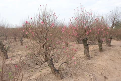 Người dân Hà Nội nhộn nhịp sắm đào chơi Tết sớm