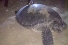 Ảnh minh họa. (Nguồn: TTXVN)