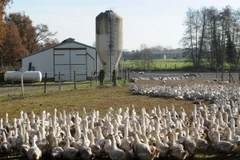 Vịt nuôi tại một trang trại ở Benesse-Maremne, tây nam Pháp. (Nguồn: AFP/TTXVN) 