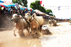 Về An Giang để chứng kiến lễ hội đua bò Bảy Núi