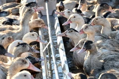 Vịt nuôi tại một trang trại ở Bars, Tây Nam nước Pháp ngày 5/1/2017. (Nguồn: AFP/TTXVN) 