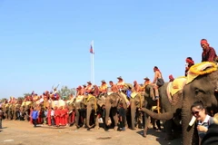 Có tới 68 chú voi tham dự lễ Festival voi Xayabouly trong năm nay. (Ảnh: Phạm Kiên/Vietnam+)