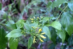 [Video] Nỗi ám ảnh lá ngón ở huyện vùng cao Điện Biên Đông