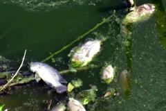  Cá chết nổi trên sông Hinh. (Ảnh: Thế Lập/TTXVN)