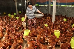 Ảnh minh họa. (Ảnh: Trần Việt/TTXVN)