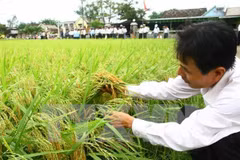 Ảnh minh họa. (Ảnh: Hồ Cầu/TTXVN)