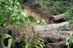 Ảnh minh họa. (Nguồn: TTXVN)