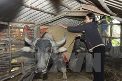 Nông dân vùng cao dùng chiếu đắp để giữ ấm cho đàn trâu. (Ảnh: Hồ Cầu/TTXVN)