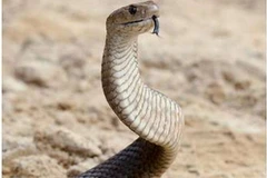 Loài rắn nâu miền đông. (Nguồn: AFP)