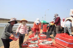 Ảnh minh họa. (Nguồn: TTXVN) 